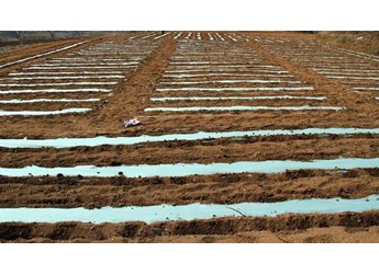 地膜不同颜色不用作用