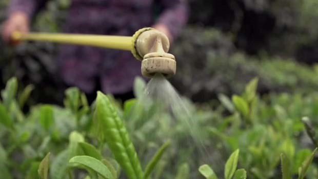 蔬菜除草剂的使用要领