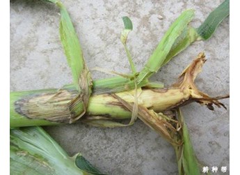 茎腐病症状