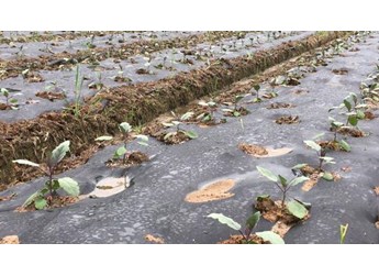 茄果类移栽田如何选择除草剂？