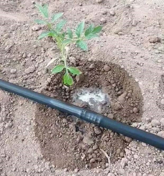 水溶肥料施用方法