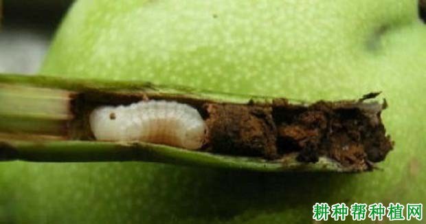 什么是茎蜂