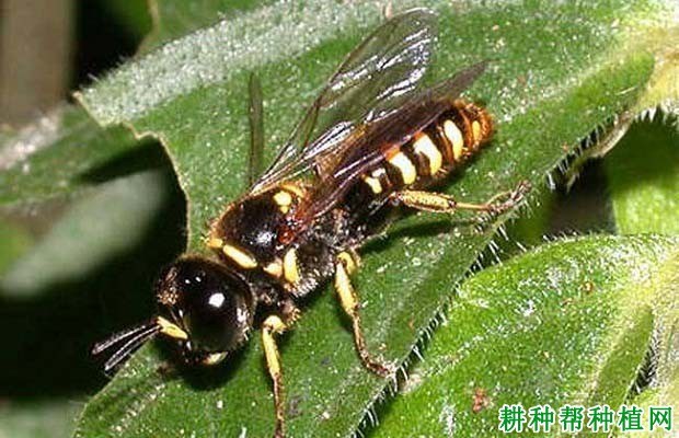 什么是茎蜂