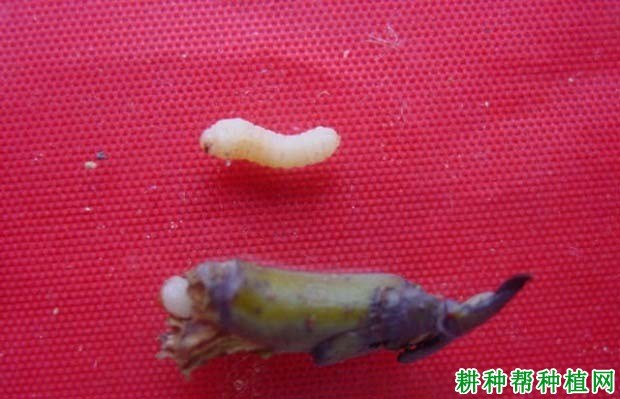 什么是茎蜂