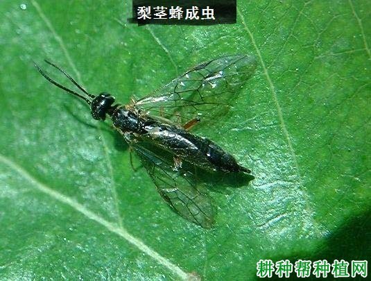 什么是茎蜂