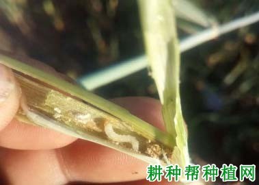 什么是茎蜂