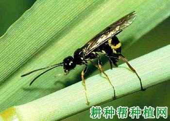 什么是茎蜂