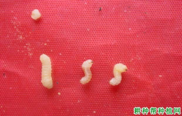 什么是茎蜂