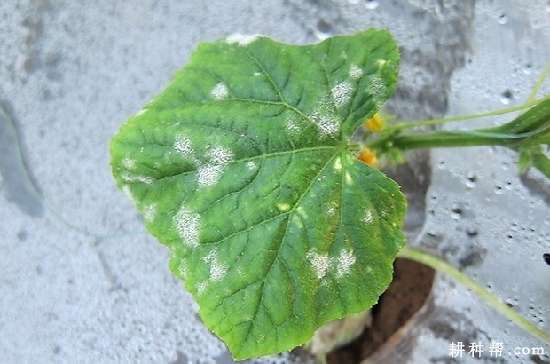 白粉病症状