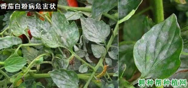 白粉病症状