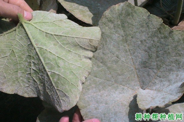 白粉病症状