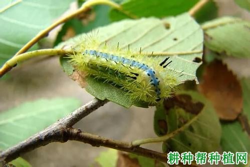 什么是剌蛾
