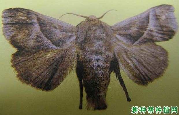 什么是剌蛾