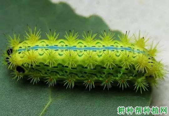 什么是剌蛾