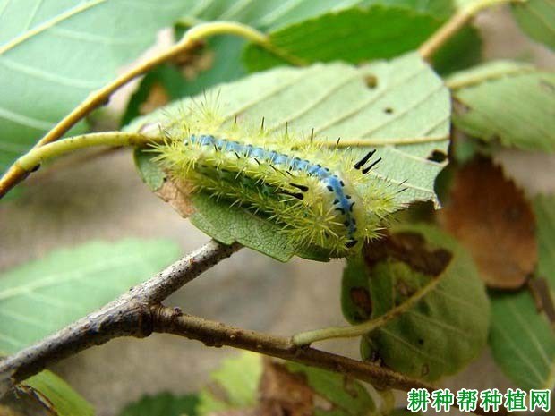什么是剌蛾