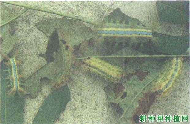 什么是剌蛾