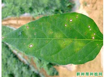 拜耳推出两款创新型杀菌剂