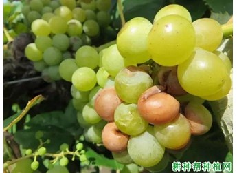 酸腐病症状
