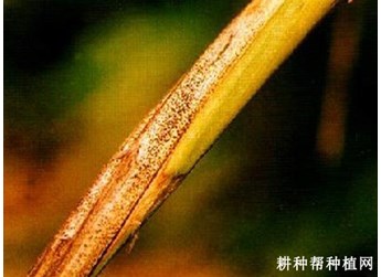 茎枯病症状