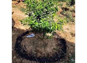 有机肥的使用注意事项