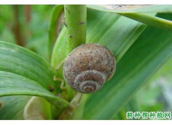 蜗牛危害作物，如何防治？