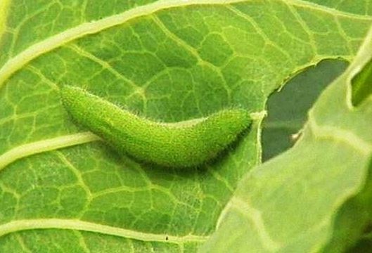 什么是菜青虫