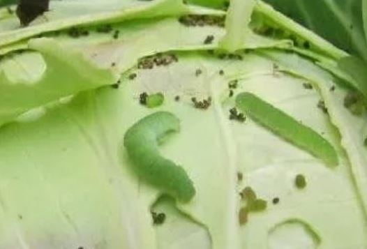 什么是菜青虫