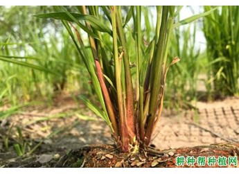 什么是稻稗