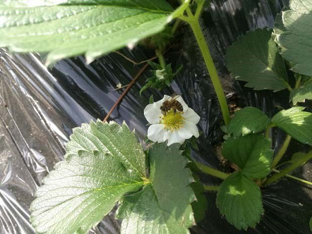 植物免疫蛋白是怎样在植物免疫过程中发挥作用的？