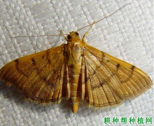 什么是卷叶螟