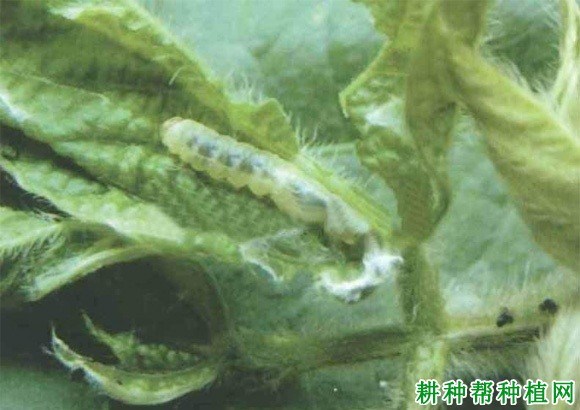 什么是卷叶螟