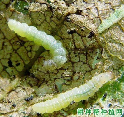什么是卷叶螟