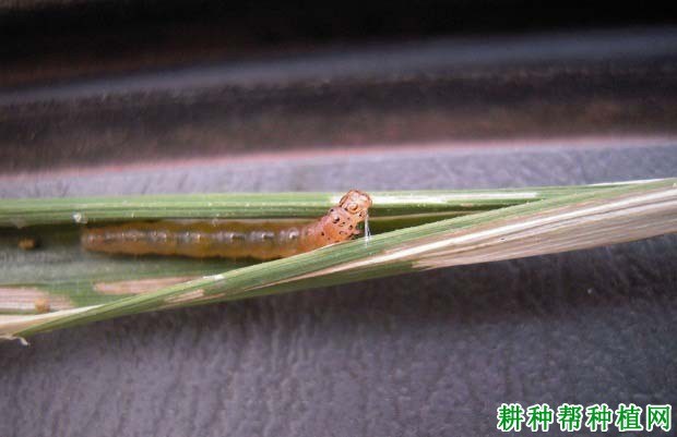 什么是卷叶螟