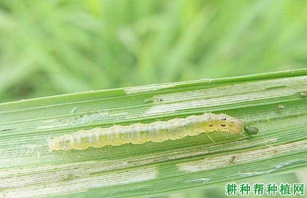 什么是卷叶螟