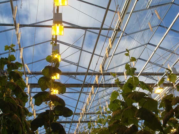 人为增温补光能改善棚室环境