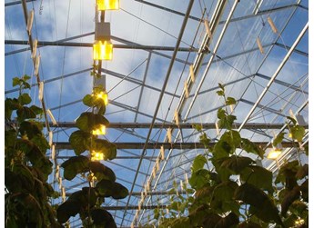 人为增温补光能改善棚室环境