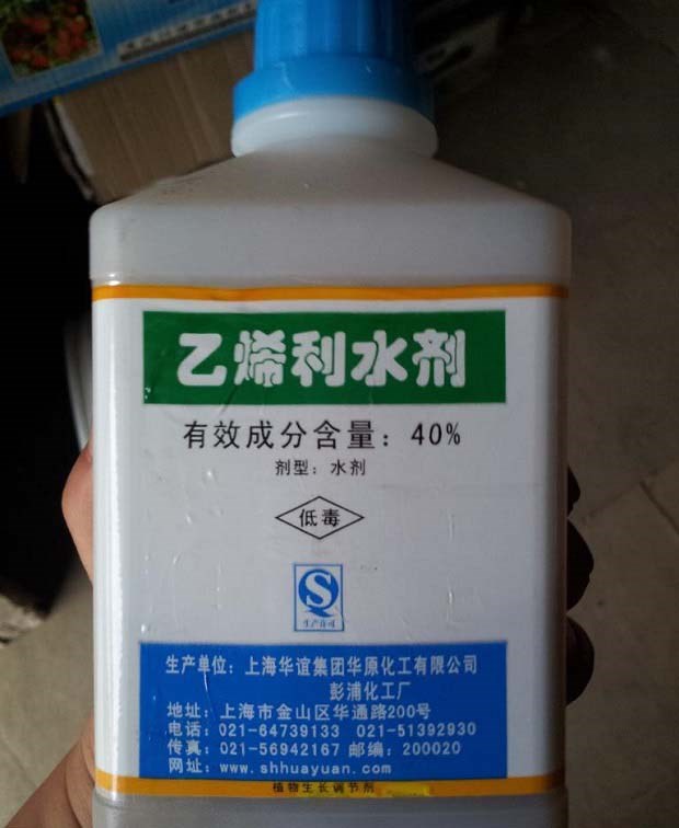 使用乙烯利催熟棉花方法