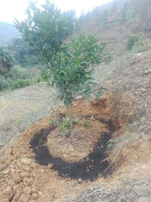 果树秋施基肥要注意方法