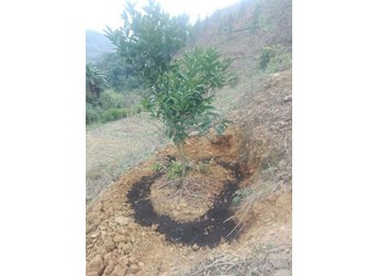 果树秋施基肥要注意方法