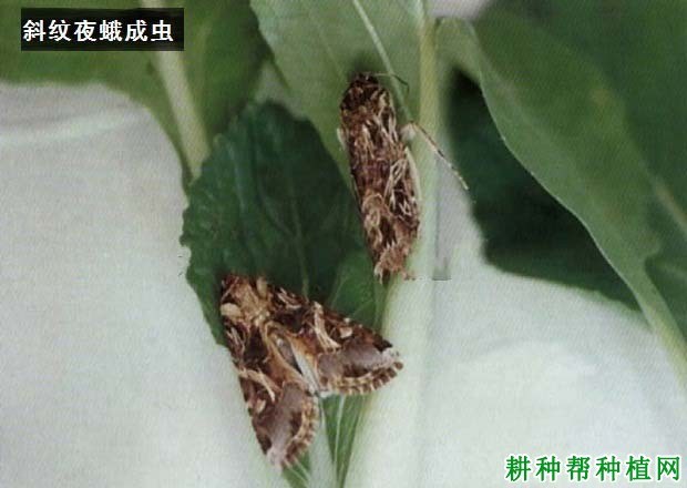 什么是夜蛾