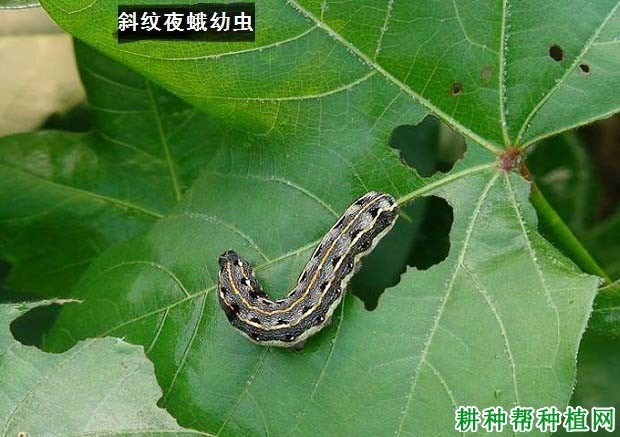 什么是夜蛾
