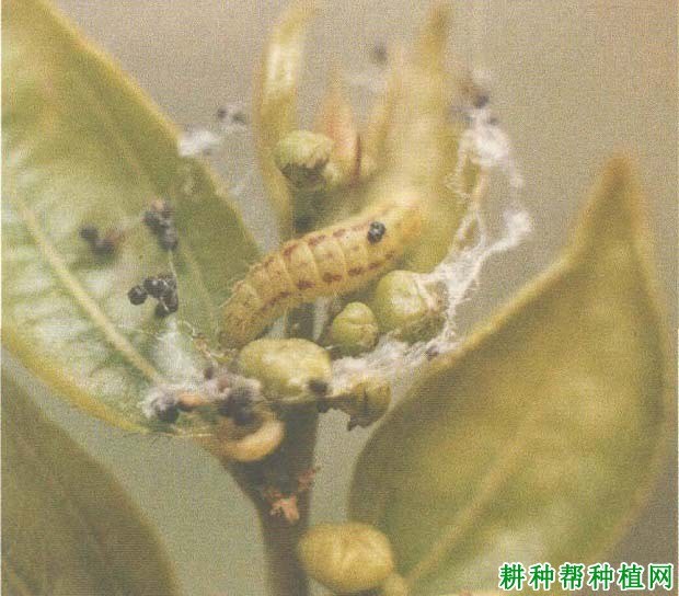 什么是夜蛾