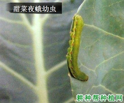 什么是夜蛾