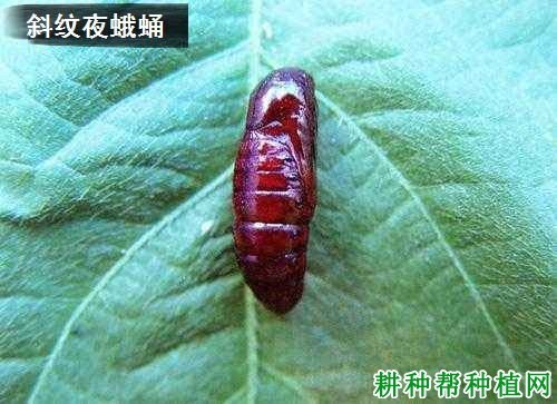 什么是夜蛾