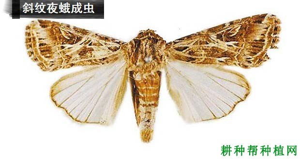 什么是夜蛾