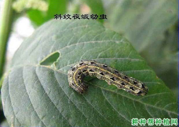 什么是夜蛾