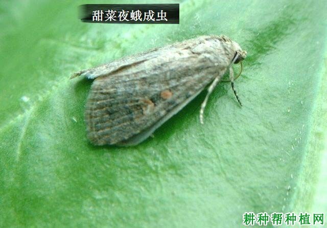 什么是夜蛾