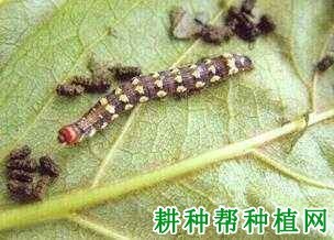 什么是夜蛾