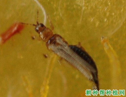 什么是蓟马