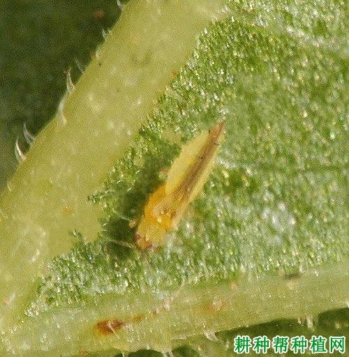什么是蓟马